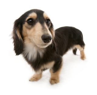 �u���b�N���N���[�� �J�j���w���_�b�N�X