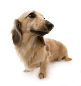 �V���[�f�b�g�N���[�� �J�j���w���_�b�N�X