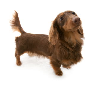 �`���R���^�� �J�j���w���_�b�N�X