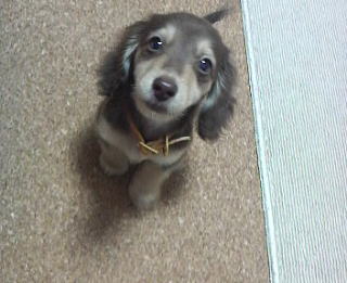 �J�j���w���_�b�N�X�t���h