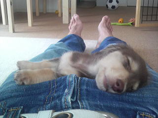 �J�j���w���_�b�N�X�t���h