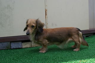 �V���[�f�b�g�N���[�� �J�j���w���_�b�N�X