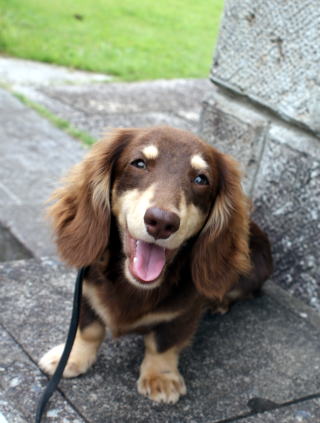 �`�����s�I�����q �J�j���w���_�b�N�X ����