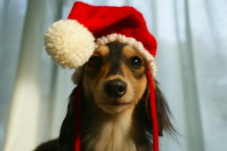 �N���X�}�X �J�j���w���_�b�N�X