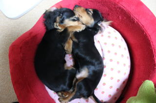 �J�j���w���_�b�N�X�t���h