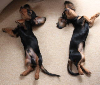 �J�j���w���_�b�N�X�t���h