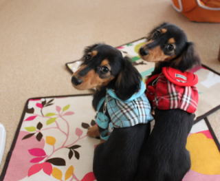 �J�j���w���_�b�N�X�t���h