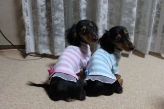 �J�j���w���_�b�N�X�t���h