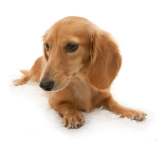 �S�[���h �J�j���w���_�b�N�X