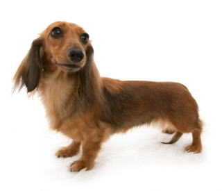 �V���[�f�b�g���b�g �J�j���w���_�b�N�X