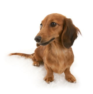 �V���[�f�b�g���b�g �J�j���w���_�b�N�X