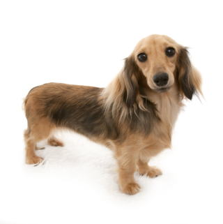 �V���[�f�b�g�N���[�� �J�j���w���_�b�N�X