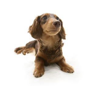 �`���R���[�g���^���@�J�j���w���_�b�N�X�t���h�̃���