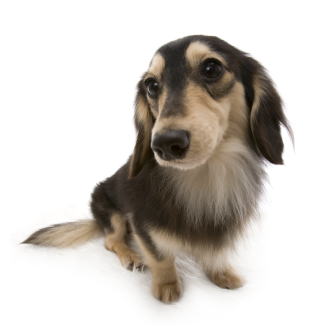 �u���b�N���N���[�� �J�j���w���_�b�N�X