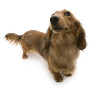 �V���[�f�b�g���b�g �J�j���w���_�b�N�X