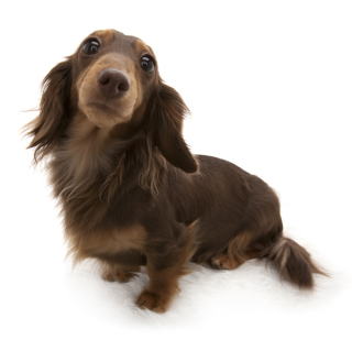 チョコレート&タン カニンヘンダックスフンド