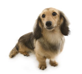 �V���[�f�b�g�N���[�� �J�j���w���_�b�N�X