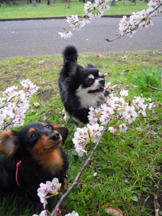 �J�j���w���_�b�N�X�t���h