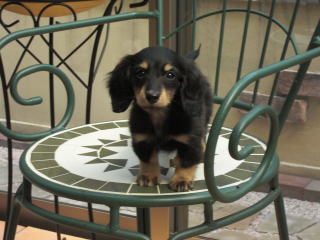 �J�j���w���_�b�N�X�t���h