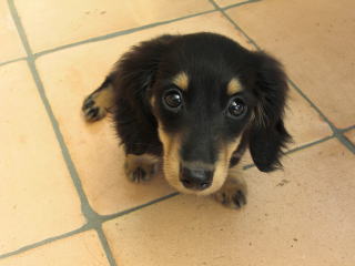 �J�j���w���_�b�N�X�t���h