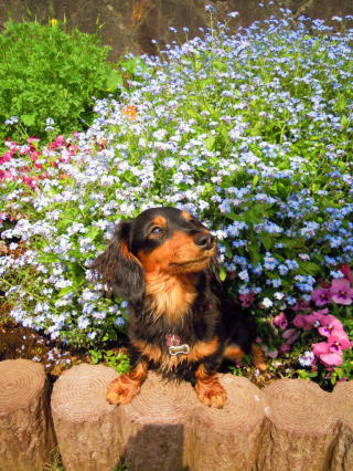 �J�j���w���_�b�N�X�t���h