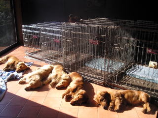 �J�j���w���_�b�N�X�A�~�j�`���A�_�b�N�X�̂����Q