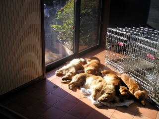 �J�j���w���_�b�N�X�A�~�j�`���A�_�b�N�X���^�I���ŐQ��