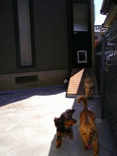 �J�j���w���_�b�N�X�A�~�j�`���A�_�b�N�X�̎��R