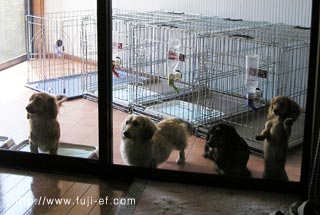 �J�j���w���_�b�N�X�A�~�j�`���A�_�b�N�X