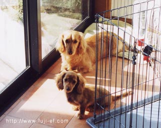 �J�j���w���_�b�N�X�A�~�j�`���A�_�b�N�X�̂ЂȂ��ڂ���