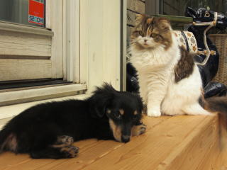 �J�j���w���_�b�N�X�t���h