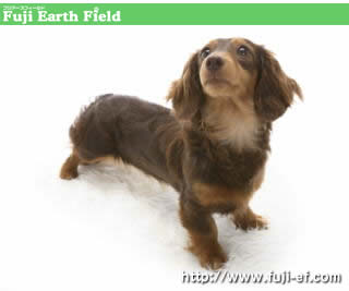 ���� �J�j���w���_�b�N�X