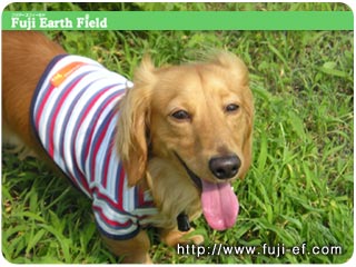 �������� �p���n�J�j���w���_�b�N�X