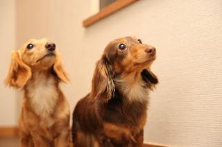 �J�j���w���_�b�N�X�t���h