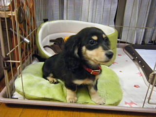 �~�j�`�����_�b�N�X�t���h